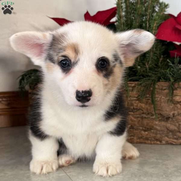 Mary, Pembroke Welsh Corgi Puppy